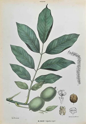 Vincenzo Tenore, The Iuglandians, Lithograph, 1870s