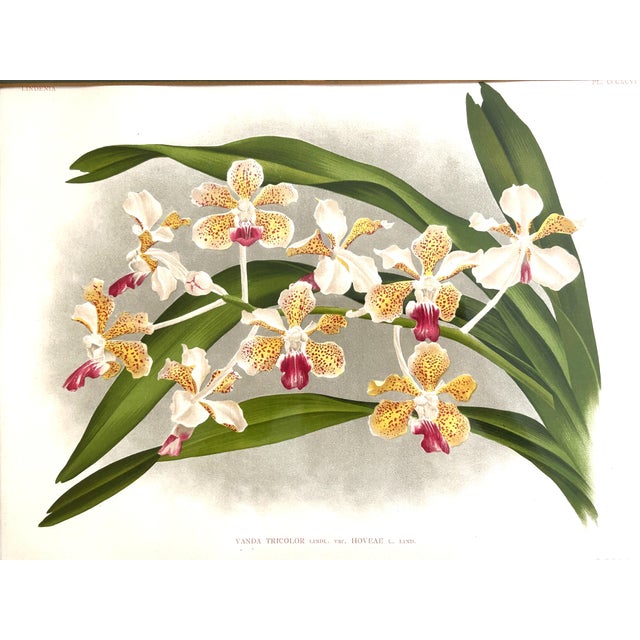 Alphonse Goossens (1866–1944) was a renowned Belgian botanical artist and illustrator celebrated for his highly detailed...