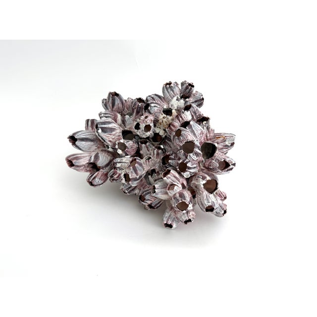Chinoiserie Natural Barnacles Cluster For Sale - Image 3 of 7