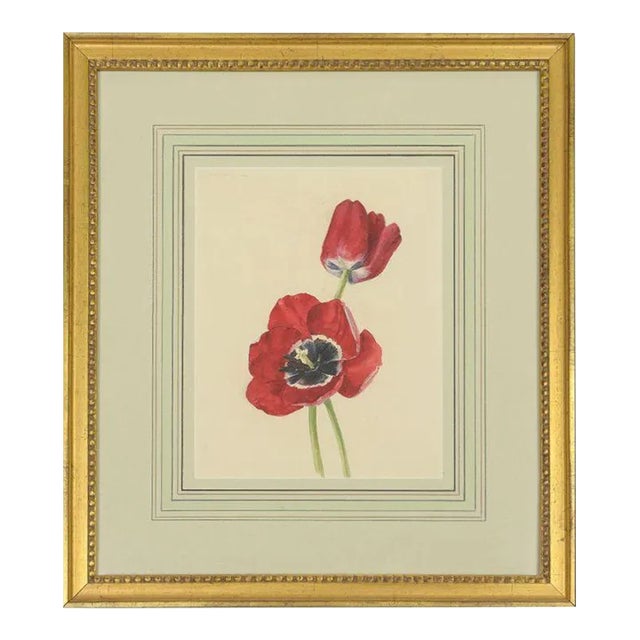 Early 20th Century Watercolor Painting of a Purple and White Parrot Tulip For Sale
