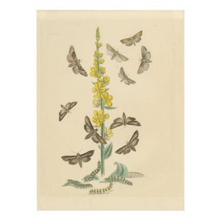 Humphreys & Westwood, British Moths and Caterpillars on Mullein, 1845, Color Lithograph For Sale