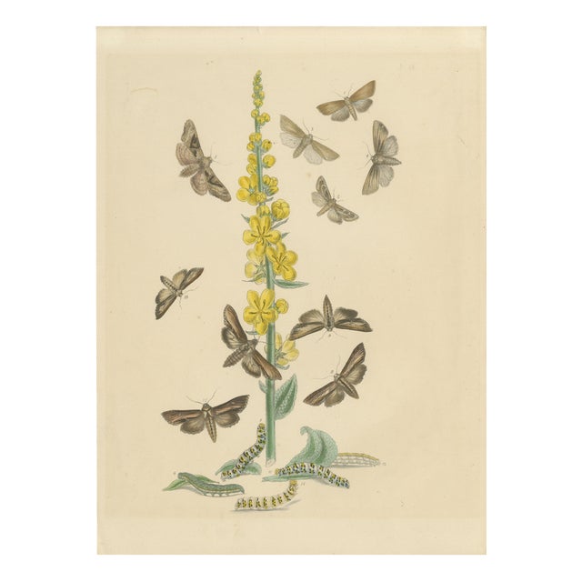 Humphreys & Westwood, British Moths and Caterpillars on Mullein, 1845, Color Lithograph For Sale