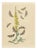 Humphreys & Westwood, British Moths and Caterpillars on Mullein, 1845, Color Lithograph For Sale