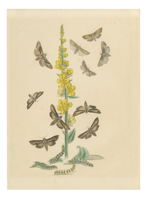 Humphreys & Westwood, British Moths and Caterpillars on Mullein, 1845, Color Lithograph