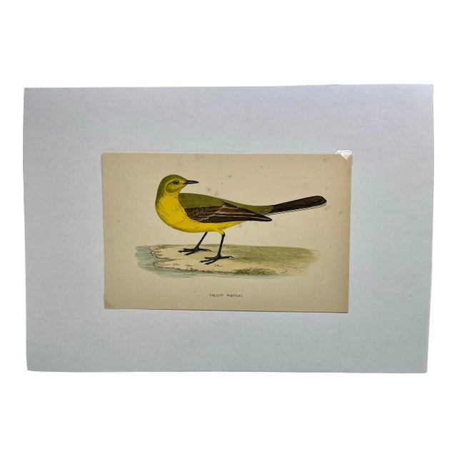 Antique Bird Print From England Showcasing a Vibrant Yellow Wagtail - Circa 1880 For Sale