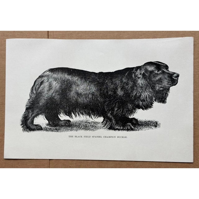Up for sale is this charming antique dog print from a veterinary guide published in the 1890s and illustrating breed...