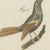 Bertuch, Royal Flycatcher and Bee-Eaters, 1805, Print For Sale - Image 6 of 12