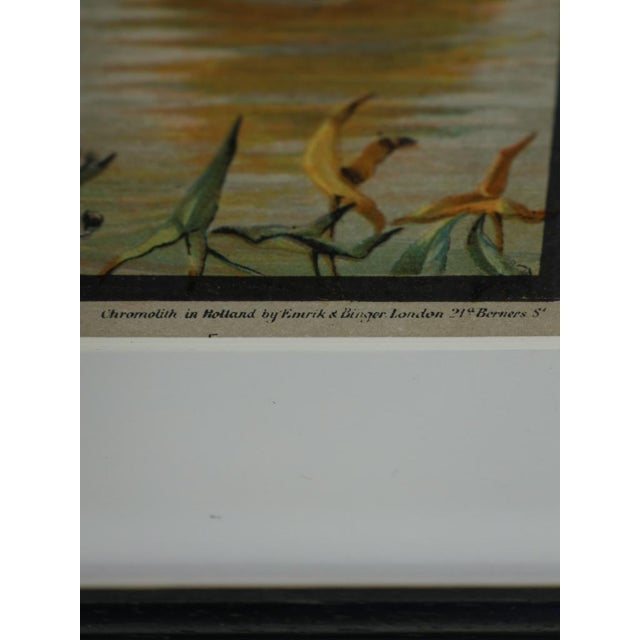 Emrik & Binger, The Avian Collection, 1880, Chromolithograph For Sale - Image 4 of 13