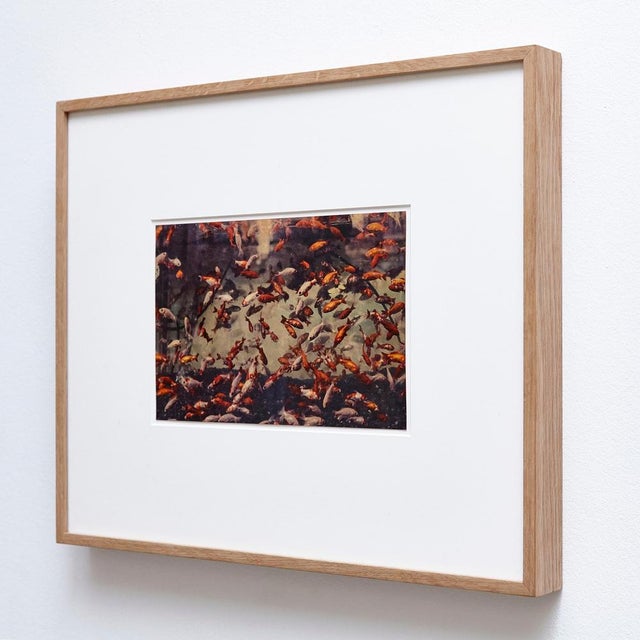 Albarran & Cabrera, Image of Fish, Photograph with Gold Leaf on Japanese Paper, 2013, Framed For Sale - Image 4 of 11