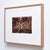 Albarran & Cabrera, Image of Fish, Photograph with Gold Leaf on Japanese Paper, 2013, Framed For Sale - Image 4 of 11