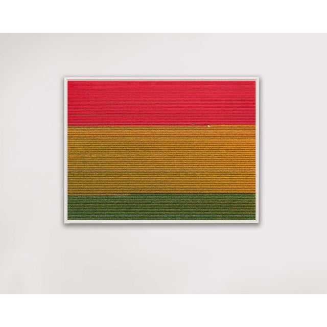 "AV_Tulip_Fileds_018" Contemporary Limited Edition Fine Art Photograph Print by Bernhard Lang For Sale - Image 4 of 7