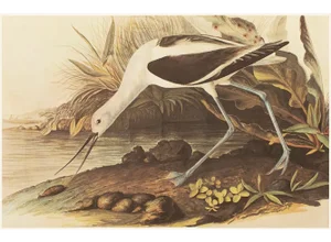1966 Vintage Farmhouse Cottage XL Print "American Avoset" After John James Audubon