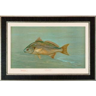American Fish 24 the Spot, or Lafayette by Harris CFA Edition Giclee Print For Sale