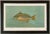 American Fish 24 the Spot, or Lafayette by Harris CFA Edition Giclee Print For Sale