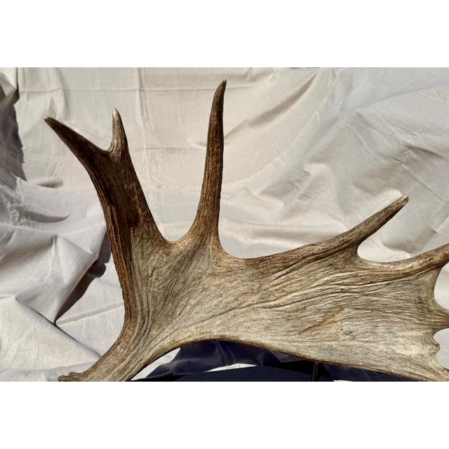 Tan Side Mounted Moose Antler/Paddle 2 For Sale - Image 8 of 9