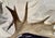 Tan Side Mounted Moose Antler/Paddle 2 For Sale - Image 8 of 9