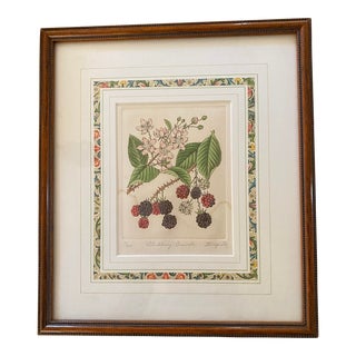 Framed Anne Stromquist Botanical Print, Blackberries For Sale
