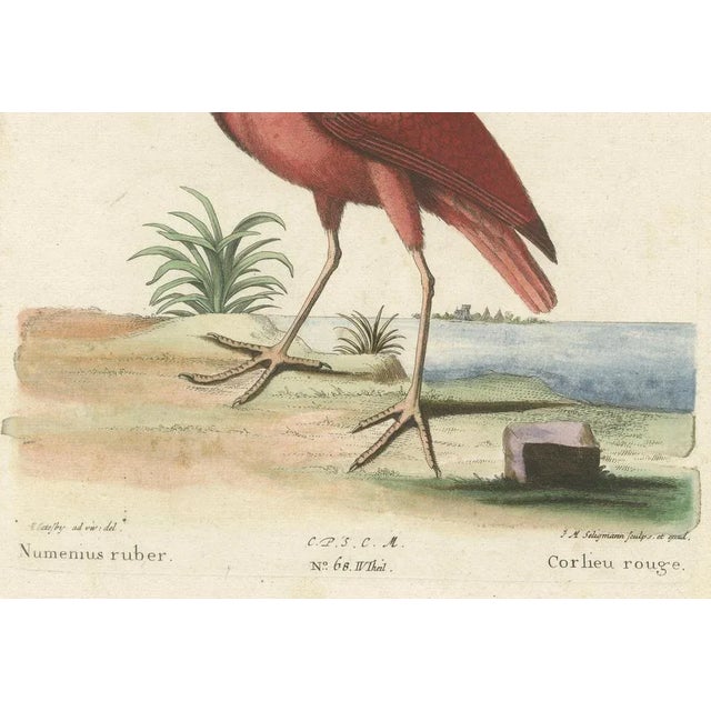 Title: Der Rote Brachvogel - Hand-Colored Engraving of the Red Curlew by Johann Michael Seligmann, 18th Century This vivid...