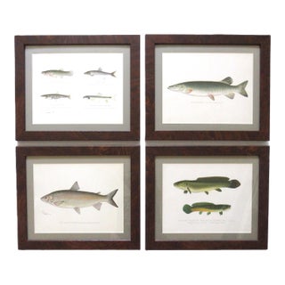 Set of 4 Original Antique Denton Framed Fish Prints C. 1900 For Sale