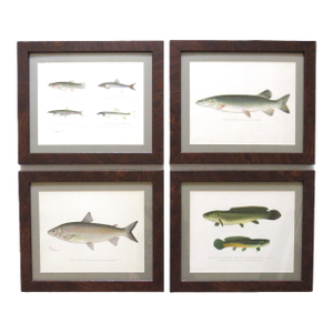 Set of 4 Original Antique Denton Framed Fish Prints C. 1900