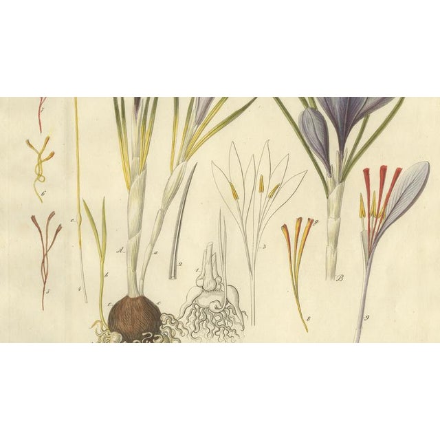 Crocus Sativus, 1800s, Paper For Sale - Image 4 of 10