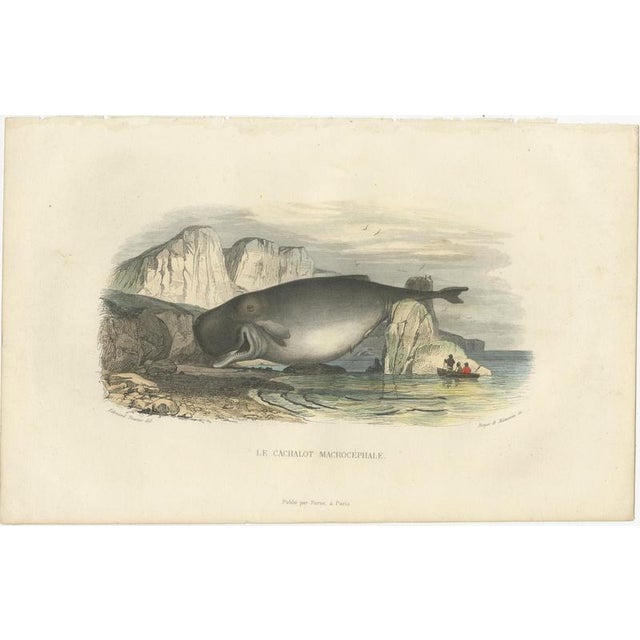 After Édouard Traviès, The Sperm Whale, 1840, Hand-Colored Engraving For Sale - Image 3 of 9