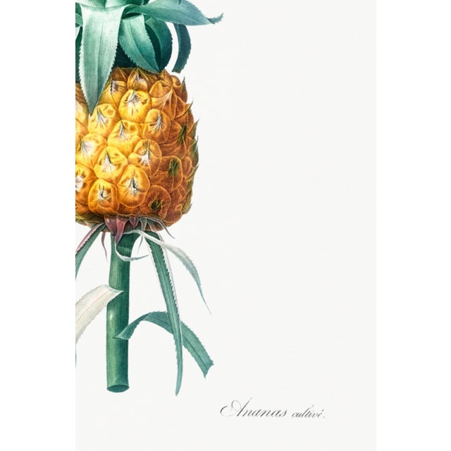 Vintage Pineapple Illustration, Botanical Art Print Reproduction, 40" X 60" For Sale - Image 10 of 10