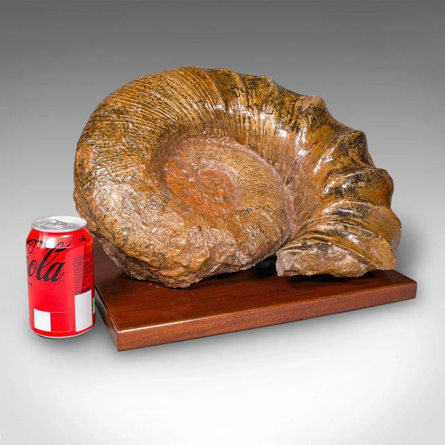 Large Ammonite Specimen, Natural History, Jurassic Fossil, Antique Presentation For Sale - Image 12 of 12