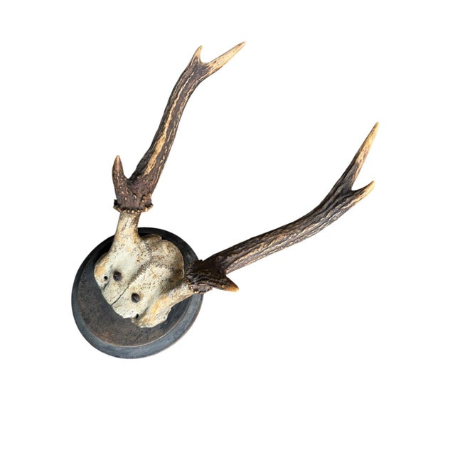 Deer Trophy 76 Black Foerst Antlers Mount For Sale - Image 4 of 5