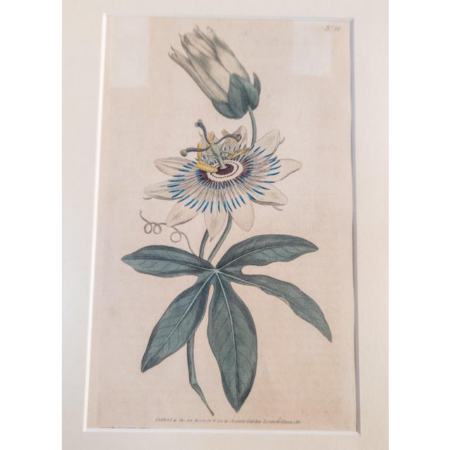 English 18th Century Hand Colored Passionflower Engraving From Curtis Botanic Magazine For Sale - Image 3 of 11