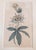 English 18th Century Hand Colored Passionflower Engraving From Curtis Botanic Magazine For Sale - Image 3 of 11