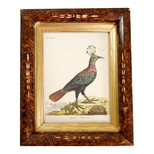 19th Century Etched Illustration of Impeyan Pheasant For Sale