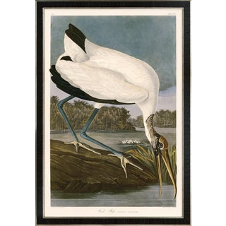 Wood Ibis Print in Black Veneer With Silver Edge Moulding, After Audubon For Sale