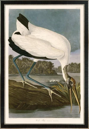 Wood Ibis Print in Black Veneer With Silver Edge Moulding, After Audubon
