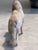 Victorian 1900s Borzoi Bru Kestner Jumeau Bleuette Fashion Doll Germany Label 4” Fur Salon Dog For Sale - Image 3 of 8