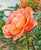 This artwork depicts a lush, blooming rose in vibrant shades of orange and yellow, set against a soft blue background. The...