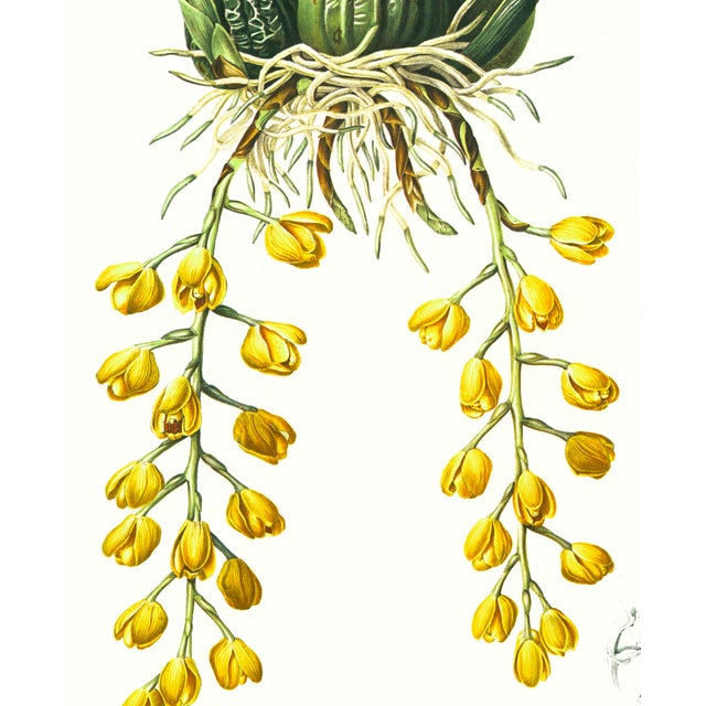 Limited edition reproduction print of one of the most famous botanical works ever produced, "The Orchidaceae of Mexico and...