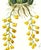 Limited edition reproduction print of one of the most famous botanical works ever produced, "The Orchidaceae of Mexico and...