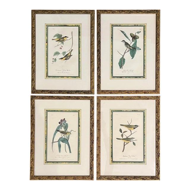 Mid 20th Century Audubon Birds of America (First Edition Royal Octavo) | Antique Prints of Rare Songbird Collection- Set of 4, Framed For Sale
