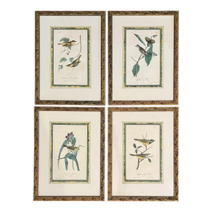 Mid 20th Century Audubon Birds of America (First Edition Royal Octavo) | Antique Prints of Rare Songbird Collection- Set of 4, Framed