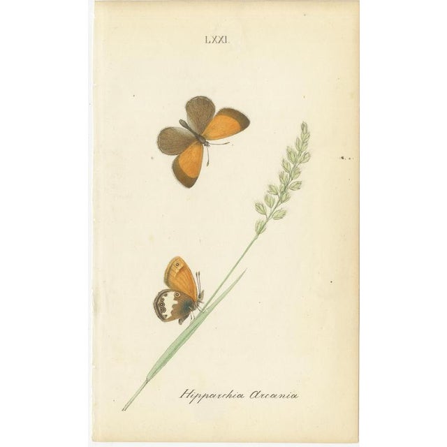 Early 19th Century Jardine & Lizars, Cabinet-Size Butterfly, 1835, Paper Engravings, Set of 6 For Sale - Image 5 of 9
