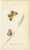 Early 19th Century Jardine & Lizars, Cabinet-Size Butterfly, 1835, Paper Engravings, Set of 6 For Sale - Image 5 of 9