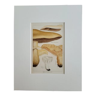Edible & Non-Edible Mushrooms by MC Cooke of London, Antique 1894 Lithograph For Sale