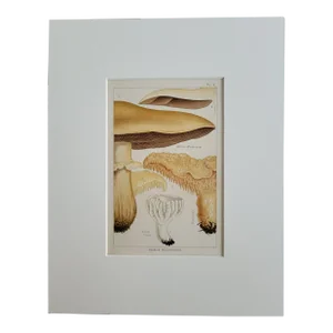 Edible & Non-Edible Mushrooms by MC Cooke of London, Antique 1894 Lithograph