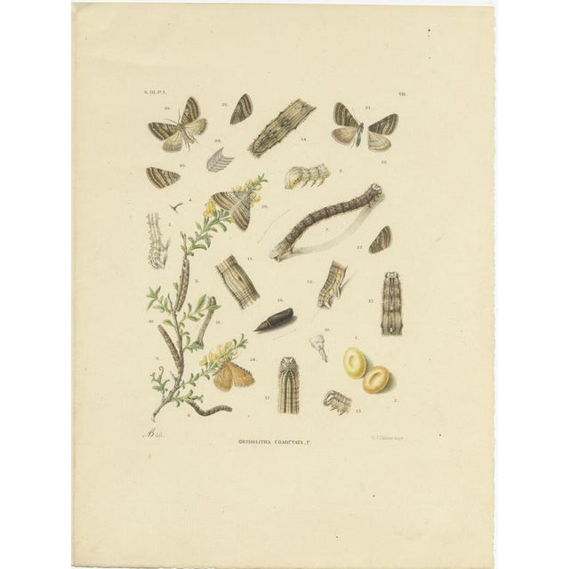 Sepp & Brants, Xylina Lambda Ortholithia Moths, 1905, Paper, Set of 2 For Sale - Image 3 of 10