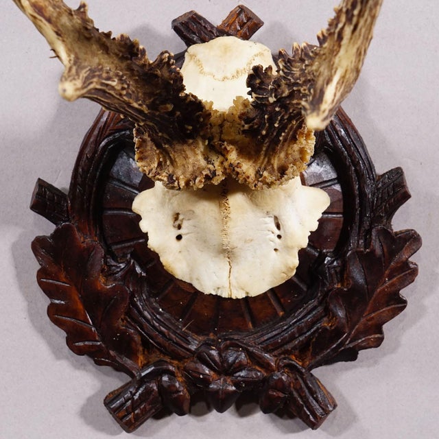 1910s Antique Black Forest Red Deer Trophy on Carved Plaque - Germany Ca. 1910 For Sale - Image 5 of 5