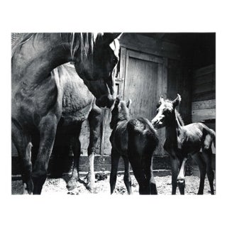 1974 Horse and Foals Equestrian Photograph Issaquah Washignton For Sale