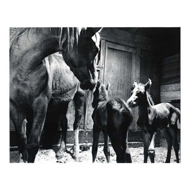 1974 Horse and Foals Equestrian Photograph Issaquah Washignton For Sale