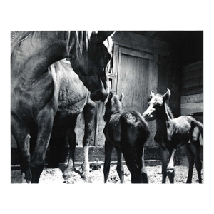 1974 Horse and Foals Equestrian Photograph Issaquah Washignton