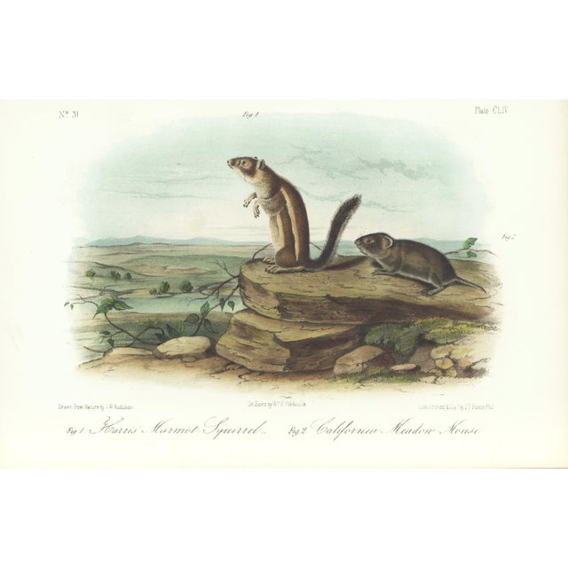 1854 Audubon Quadruped Octavo Lithograph "Plate 154 Harris Marmot Squirrel, California Meadow Mouse" For Sale
